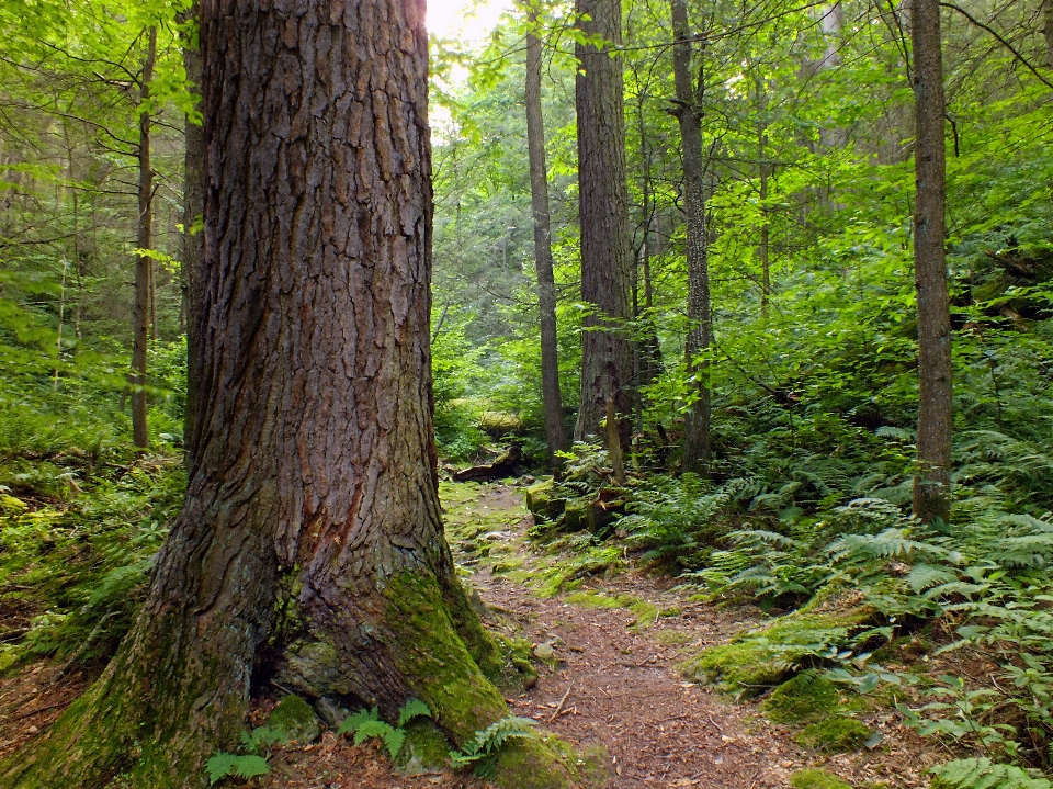 Pohon alam hutan gurun
