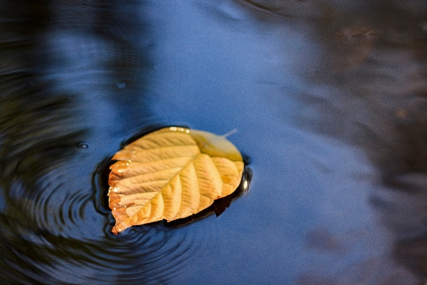 Water nature sunlight morning Photo