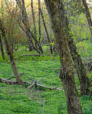 Baum natur wald wildnis
 Foto