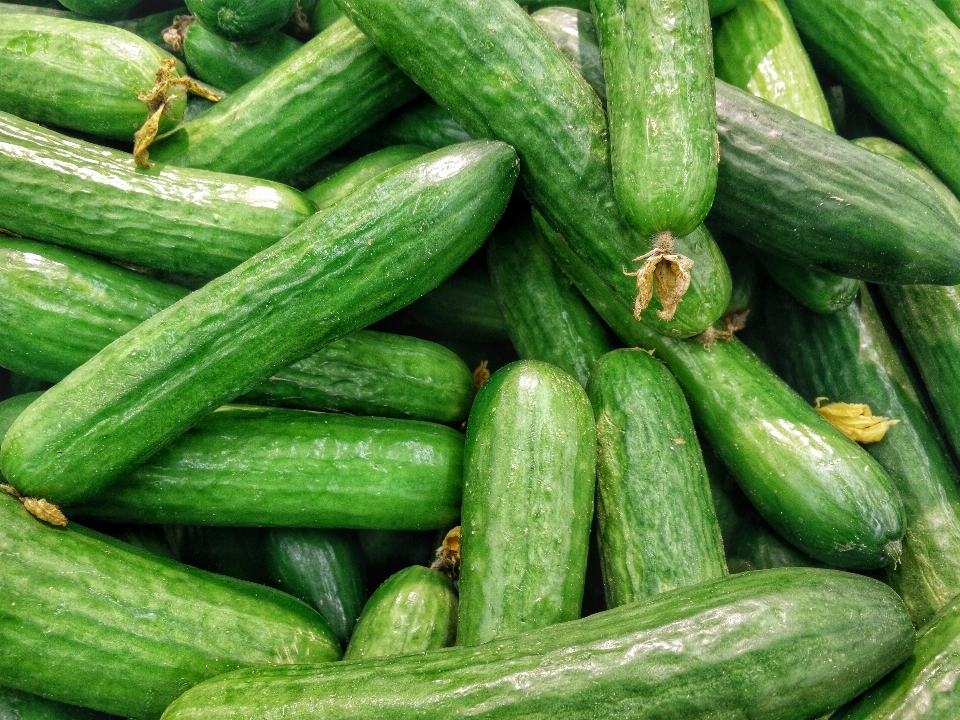 Tanaman makanan menghasilkan sayur-mayur