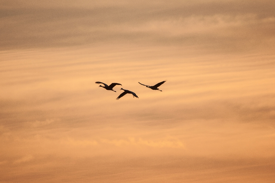 Horizon oiseau aile nuage