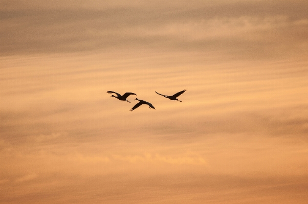 Horizon bird wing cloud Photo