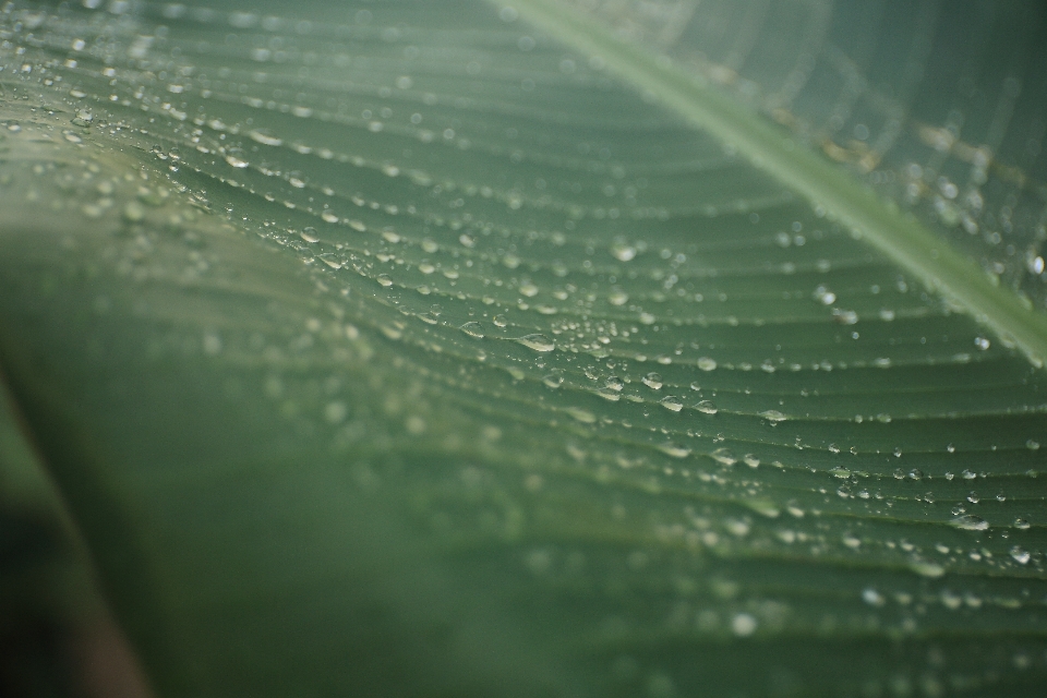 Acqua natura gocciolare rugiada