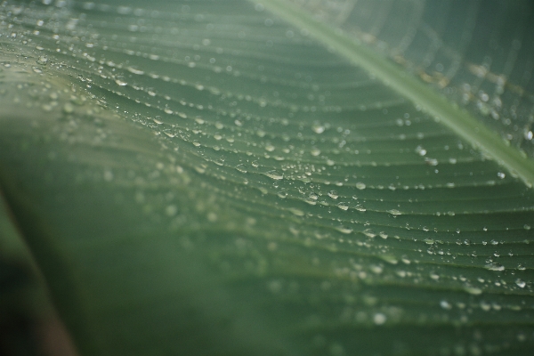 Foto Acqua natura gocciolare rugiada