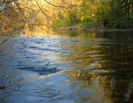 Baum wasser natur bach
 Foto