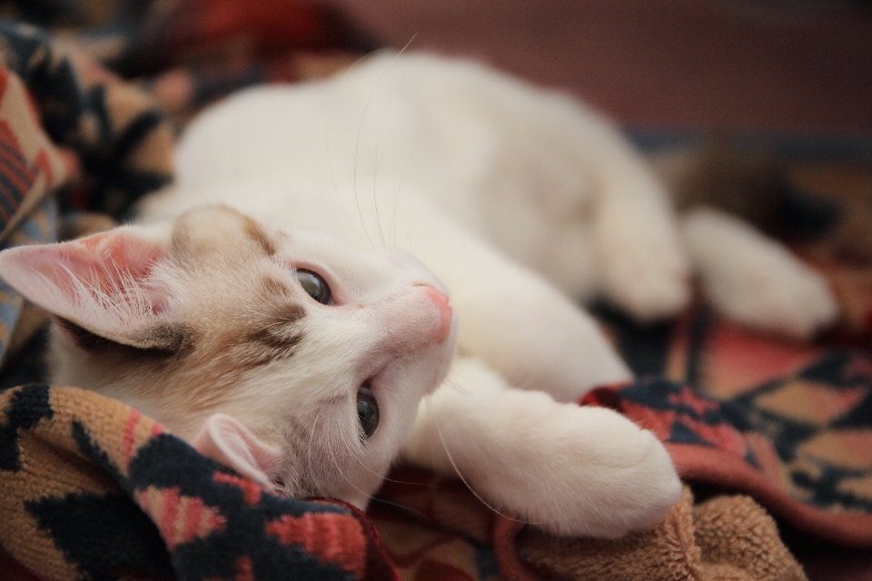 Chiot chaton chat mammifère