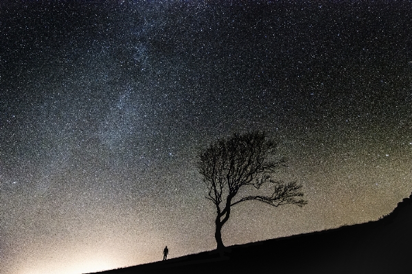 Foto árvore silhueta céu noite