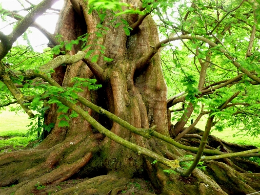 Foto Pohon alam hutan cabang