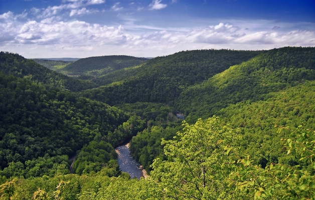 Landscape tree nature forest Photo