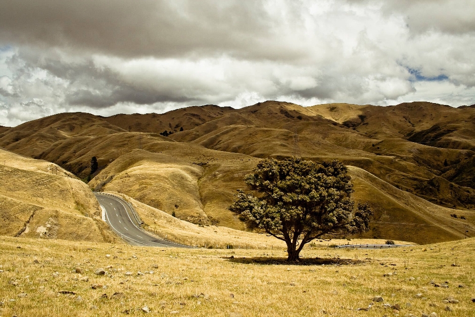 Landscape sea coast tree