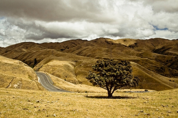 Landscape sea coast tree Photo