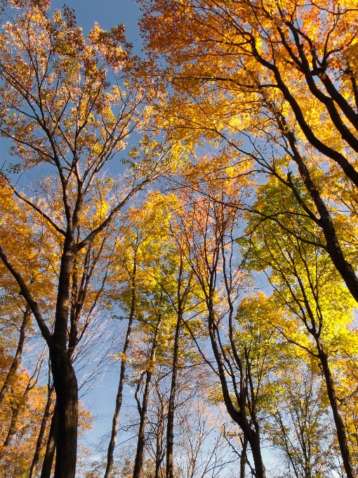 árvore natureza floresta filial