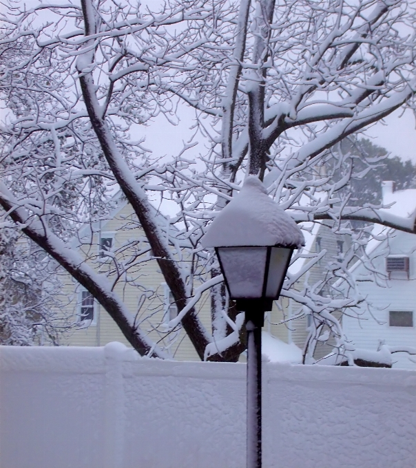 árbol rama nieve invierno