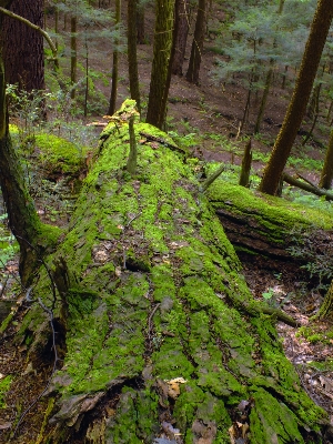 Foto Pohon alam hutan gurun
