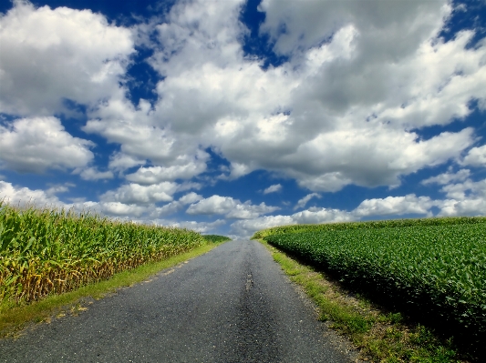 Landscape nature grass horizon Photo