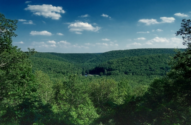 Landscape tree nature forest Photo