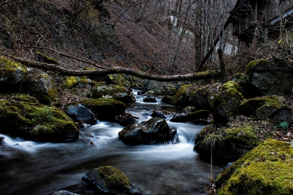 Landscape tree water nature Photo