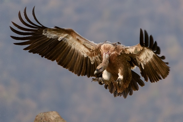 Bird wing fly wildlife Photo