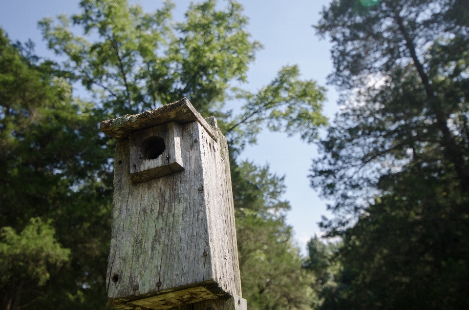 Tree house building village