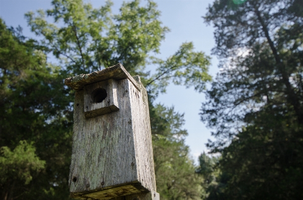 Tree house building village Photo