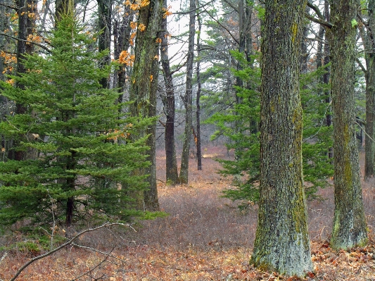 Baum natur wald wildnis
 Foto