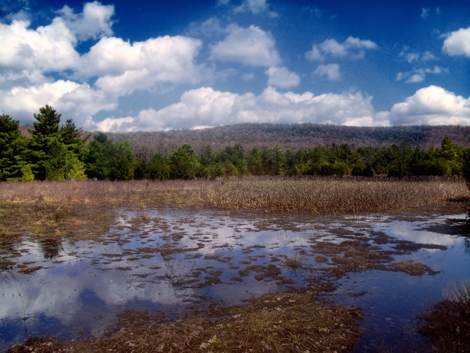 Paysage eau nature le marais
