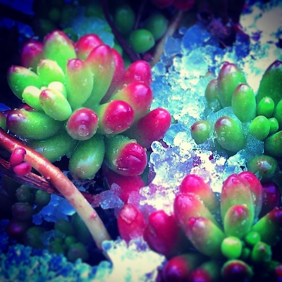 Plant flower petal underwater Photo