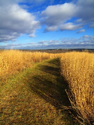 Landscape tree nature path Photo