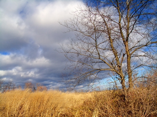 Landscape tree nature grass Photo