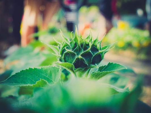 Nature plant photography sunlight Photo