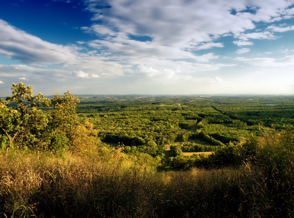 Landscape tree nature forest