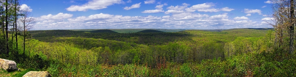 Landscape forest grass wilderness