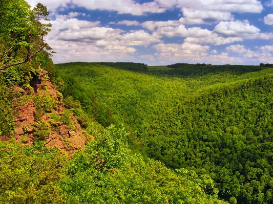 Landscape tree nature forest Photo