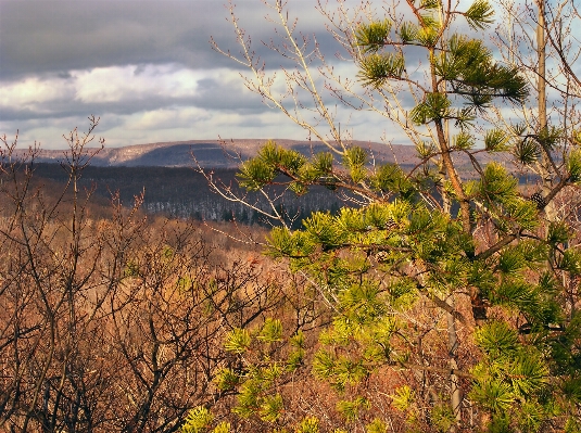 Landscape tree nature forest Photo