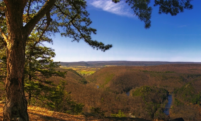 Zdjęcie Krajobraz drzewo natura las