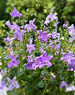 Blossom plant meadow flower Photo