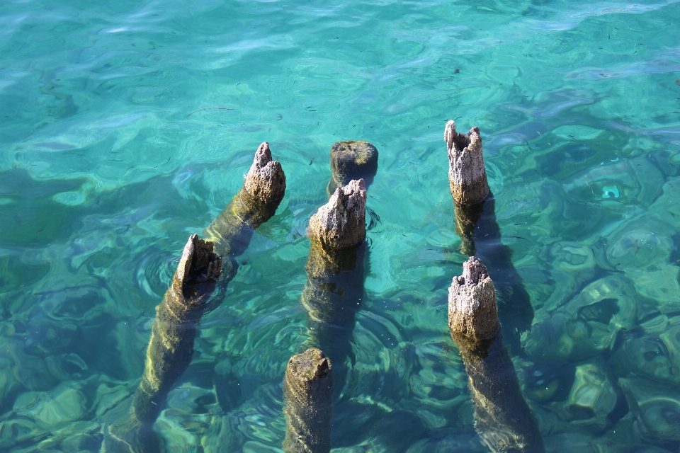 Mare oceano sott'acqua biologia