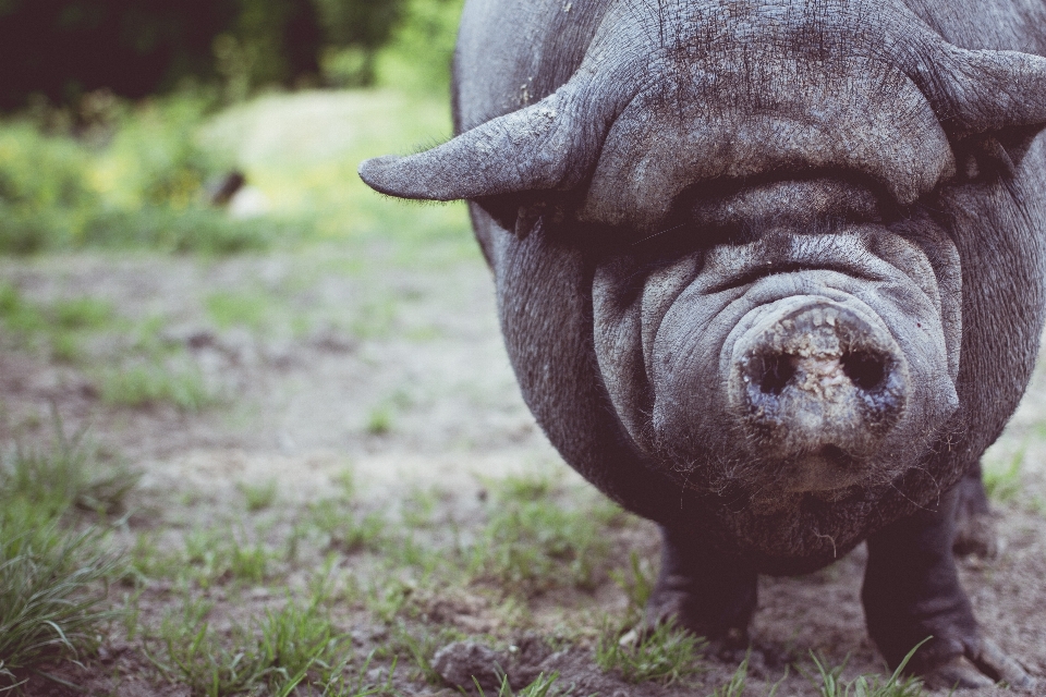 Tier tierwelt zoo säugetier