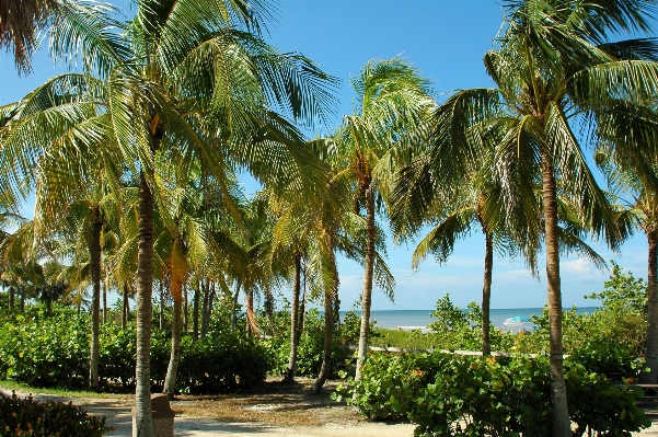 Beach sea coast tree Photo