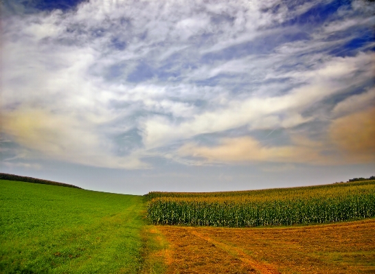 Landscape tree nature grass Photo