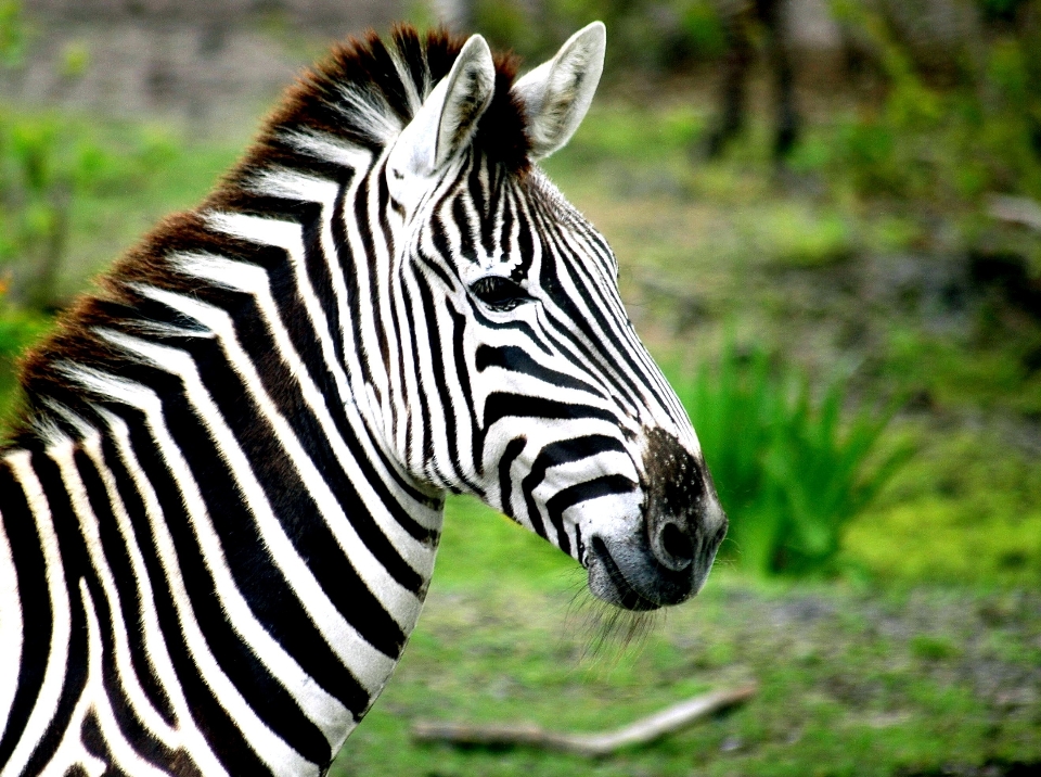 Nature herbe blanc animal