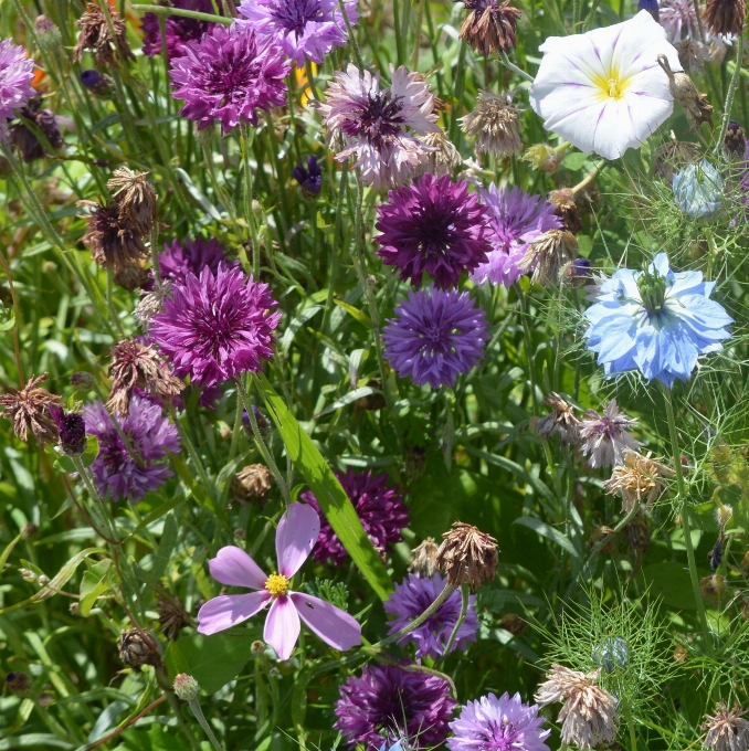 Erba pianta prato
 fiore