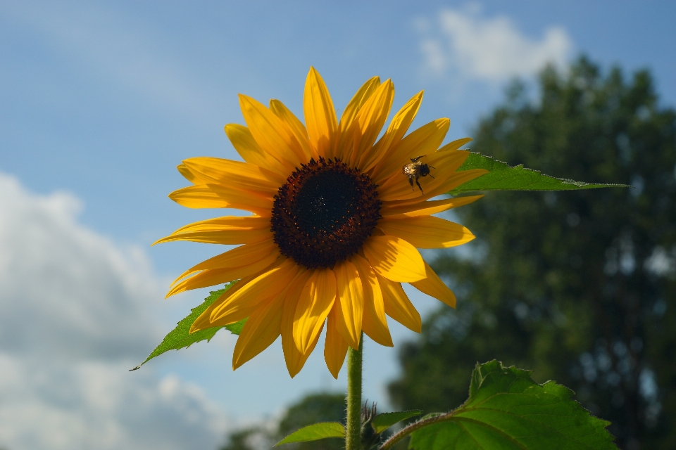 Nature fleurir usine ciel