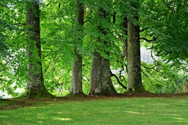 Tree nature forest grass Photo