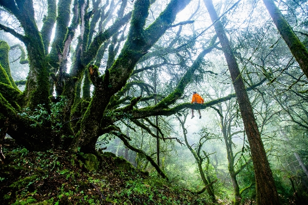 Man tree nature forest Photo