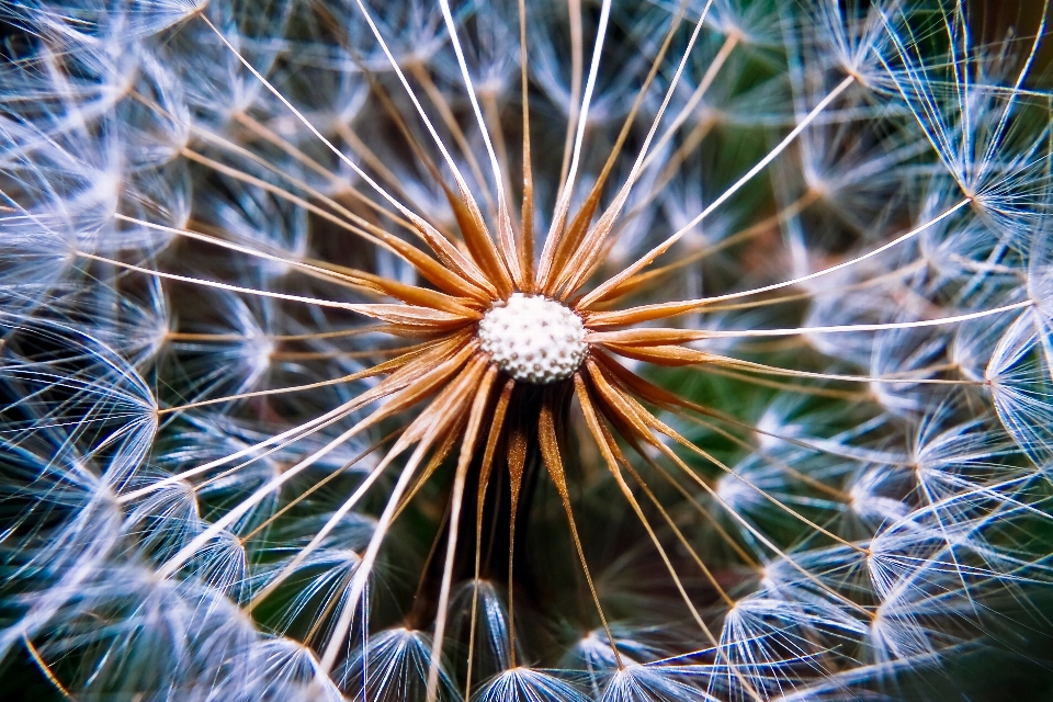 Natura kaktus
 zakład fotografia