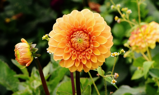 Blossom plant field flower Photo