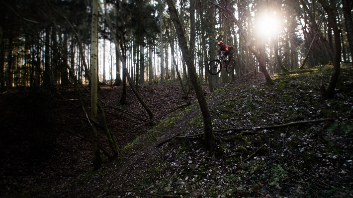 Tree forest wilderness light Photo