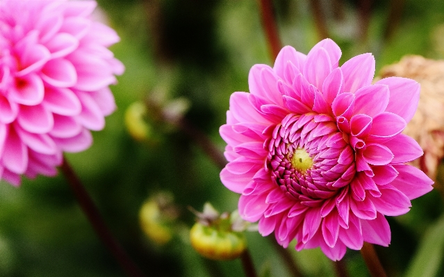 Blossom plant flower petal Photo