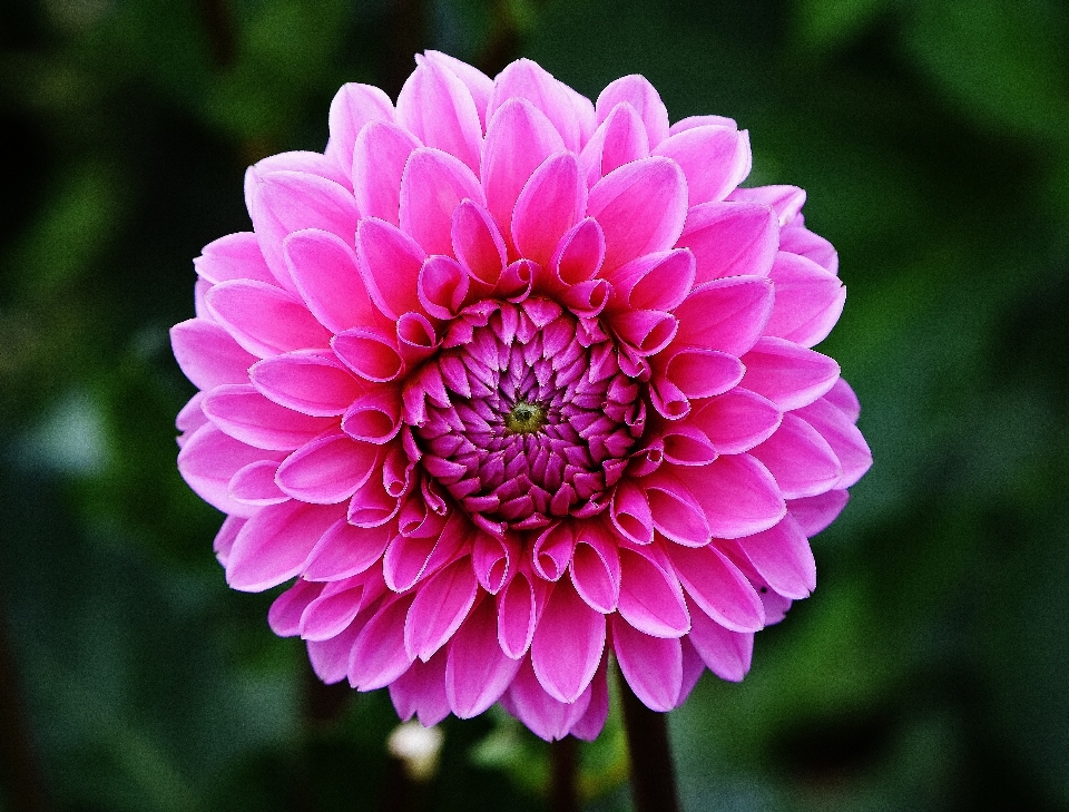 花 植物 花弁 咲く